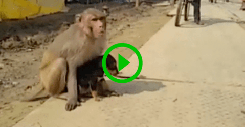 Adorable monkey adopts puppy