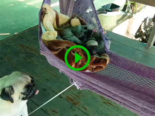 Pug mother rocks babies to sleep (Video)