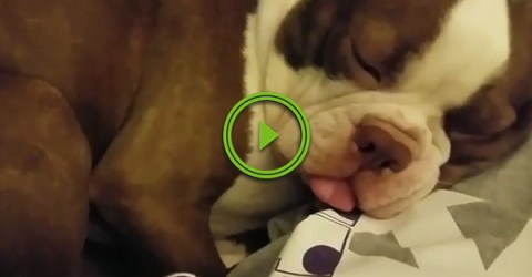 Pupper has an adorable dream (Video)