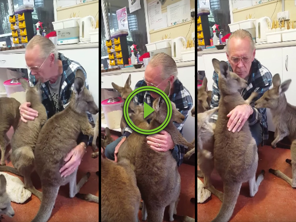 Kangaroos at an animal shelter try to hug caretaker