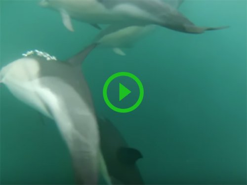 Fisherman captures dolphins hunting right underneath his boat