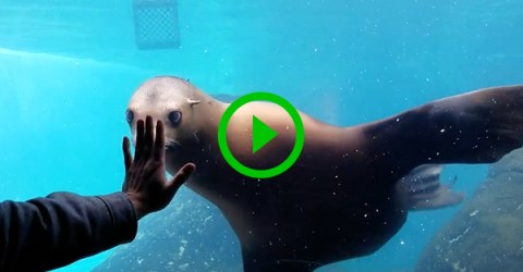 Sea Lion has serious hand fetish