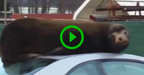 Sea Lion relaxes on top of a car (Video)