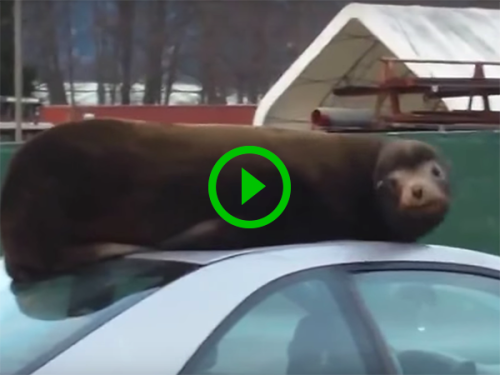 Sea Lion relaxes on top of a car (Video)