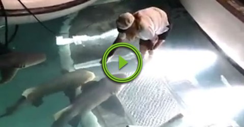 Sharks get petted by someone in a yacht (Video)