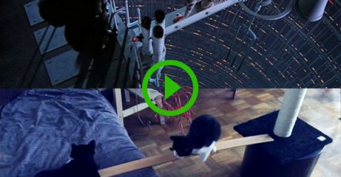 The most iconic scene from Star Wars recreated with cats (Video)