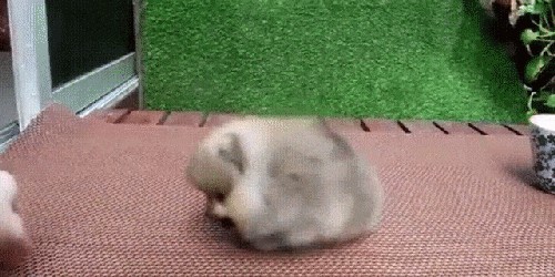 10 Adorable Dog GIFs That Will Make You MeltOr Crack Up - Chelsea Dogs  Blog