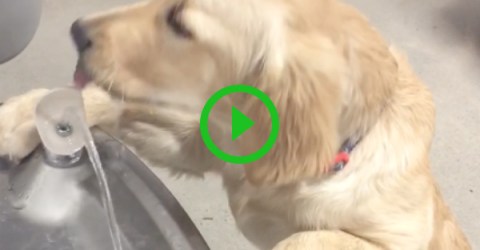 Golden retriever puppy takes drink from water fountain (Video)