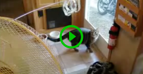 Man tries all the tricks in the book to save his screen door from cat