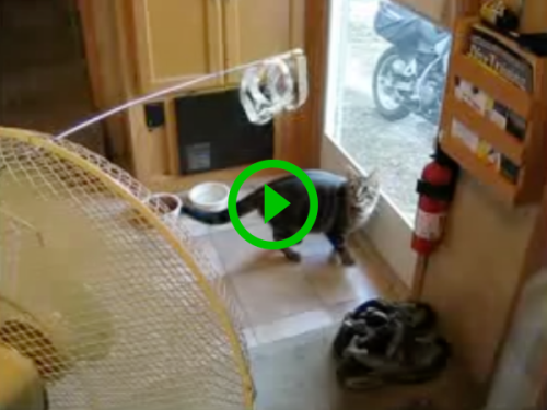 Man tries all the tricks in the book to save his screen door from cat