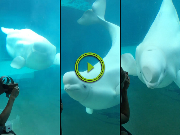 Adorable baby beluga whale dances to music box (Video)