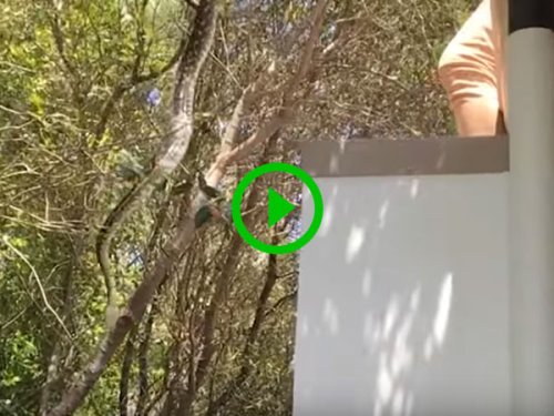 Snake Catcher Grasps Two Metre Python From Tree (Video)
