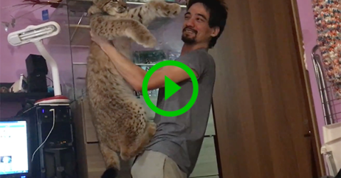 Man plays with rescued Wildcat (Video)