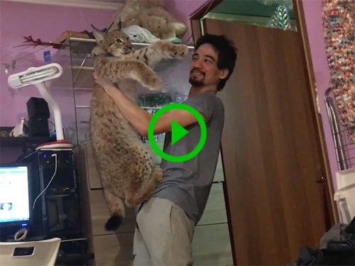 Man plays with rescued Wildcat (Video)