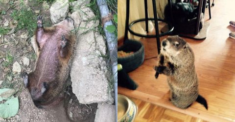 Blind woodchuck saved from death is too cute (13 Photos)