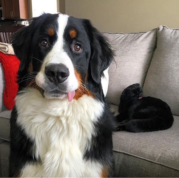 Here are the best 'Derpy Pet' photos you submitted to iCHIVE!