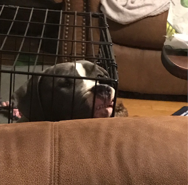 Here are the best 'Derpy Pet' photos you submitted to iCHIVE!