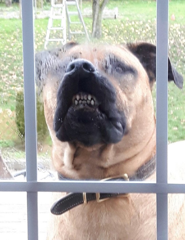 Here are the best 'Derpy Pet' photos you submitted to iCHIVE!