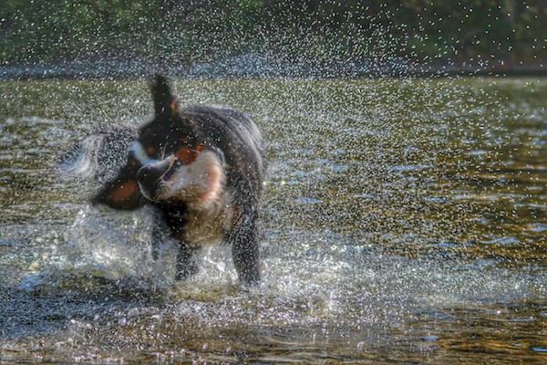 Here are the best 'Derpy Pet' photos you submitted to iCHIVE!
