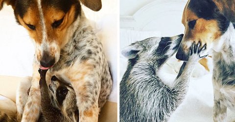 Comparison of animals growing up together are adorable (28 Photos)