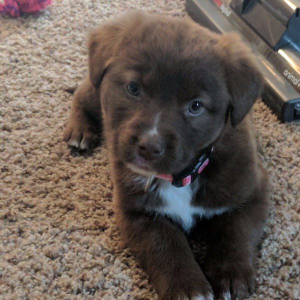 Life is rough get a dog