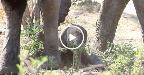 Adorable elephant learning to "walk"