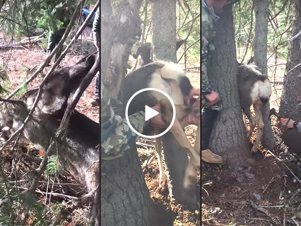 Deer freed from between two trees by hunters (Video)