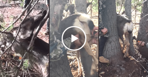 Deer freed from between two trees by hunters (Video)