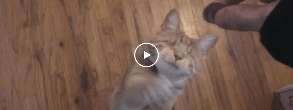 Blind cat grabs coins after owner plays around with them