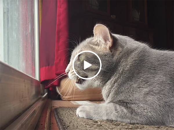 A cat mumbles to itself as it looks out the window (Video)
