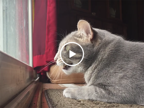 A cat mumbles to itself as it looks out the window (Video)