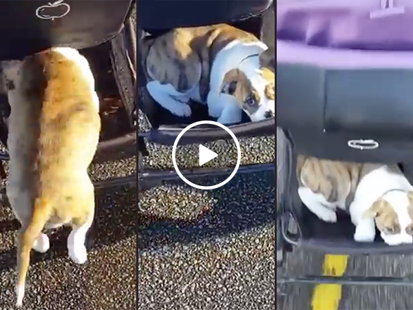 Lazy puppy takes ride in stroller (Video)