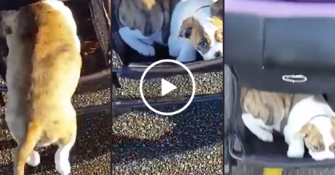 Lazy puppy takes ride in stroller (Video)