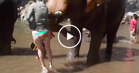 Elephant bucks young women stroking its trunk (Video)