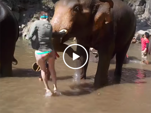 Elephant bucks young women stroking its trunk (Video)