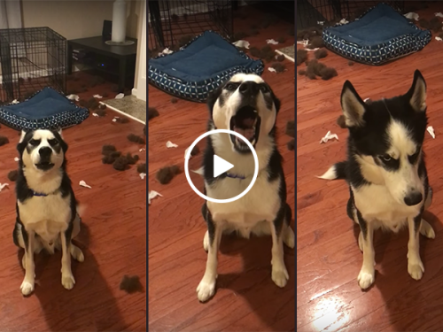 Husky has argument with owner over bedroom (Video)