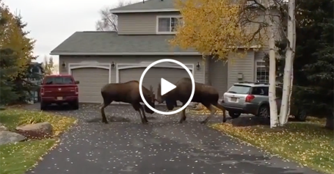 Two moose clash on a driveway in Alaska (Video)