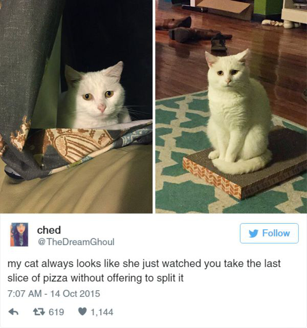 Funny Cat Tweets (23 Photos)