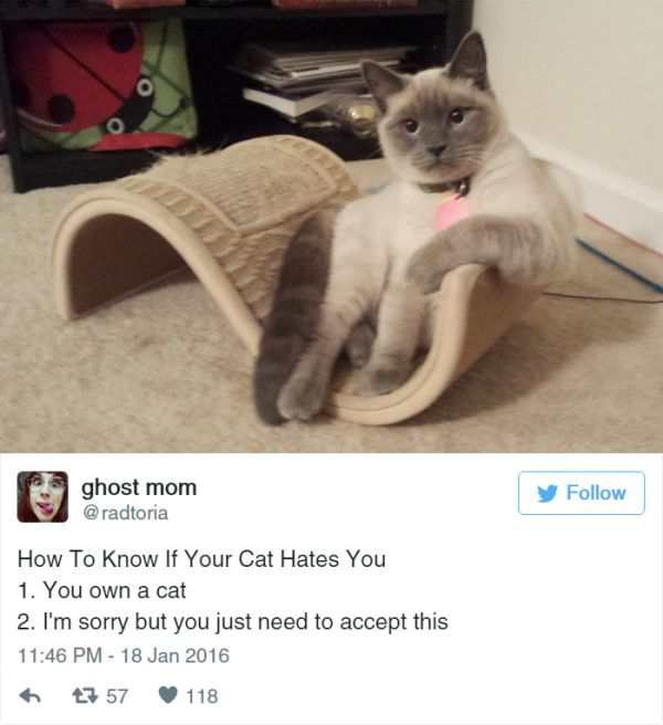 Funny Cat Tweets (23 Photos)
