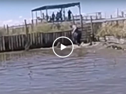 Man survives close call at Gator farm, nearly gets bitten (Video)