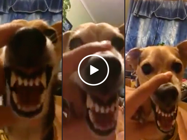 Funny best sale dog growling