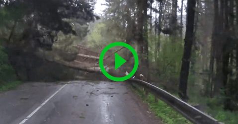 Half of forest crashes into bus (Video)