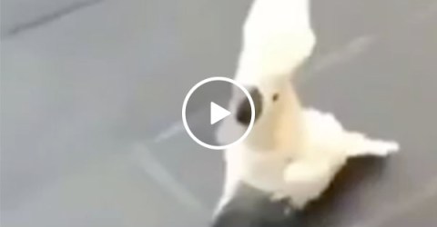 Cockatoo thinks it's a dog (Video)