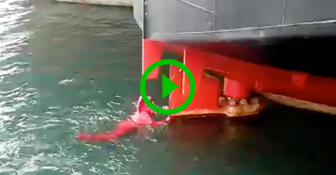 Guy jumps into water to save cat (Video)