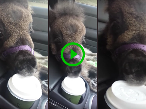 Mini-Horse chews on a coffee cup lid (Video)