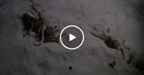 Octopus hunting a crab gets ninja'd by seal