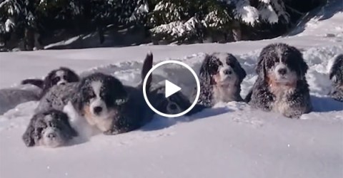 Bernese Mountain Dog puppies having fun in the snow (Video)