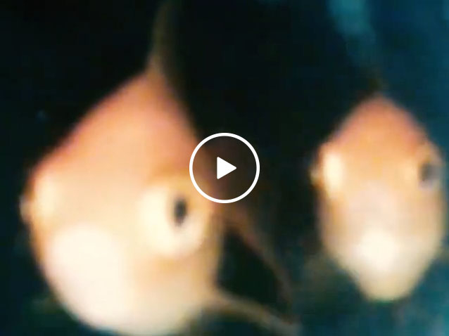 Plumber finds a family of goldfish inside pipes