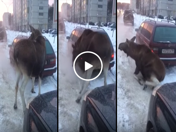 Moose sits down in front of car on the road