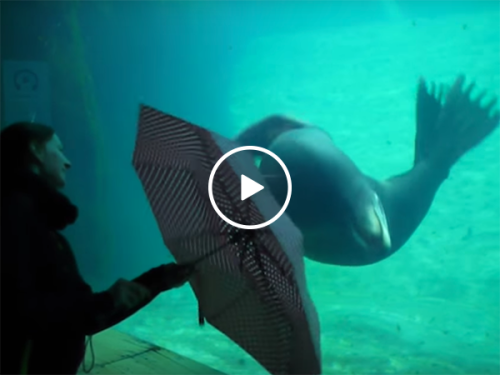 Sea Lion at aquarium mesmerised by umbrella (Video)